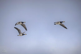 Spitsbergen_2025 (56/78)